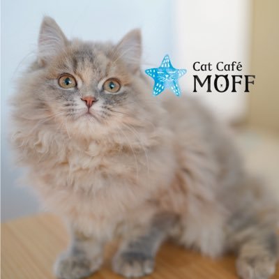 Cat Café MOFF イオンモール豊川店 ☆2023年4月4日OPEN☆ 《ネコカフェ》 ⛳️イオンモール豊川3階 🕰10:00-20:00(最終受付19:30) 🌈約30頭のネコちゃんとふれあえる本格カフェ ワンドリンク制🥤 🐱ネコちゃんのラテアート付きドリンク アプリダウンロードで初回100円OFF