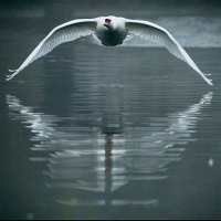 月照清泉 (@yusingng) 's Twitter Profile