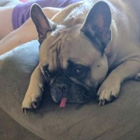 robyn kern (@dakotawolfie) 's Twitter Profile