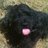 Rafi_Rules's profile image