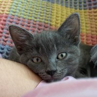 Biscuit: Tiny Screaming Cat (@tinybiscuit_cat) 's Twitter Profile Photo Biscuit: Tiny Screaming Cat (@tinybiscuit_cat) 's Twitter Profile Photo