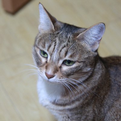 thevinesss's profile picture. 