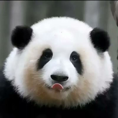 potus4414's profile picture. 五星出东方利中国。
熊猫是熊不是猫，它也能生撕殖人反贼吃肉喝血，所以要珍惜熊猫愿意讲道理的时刻。