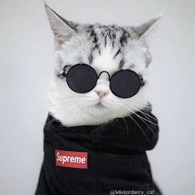 gustavotilty777's profile picture. vem com o gato q aqui vc faz dinheiro.