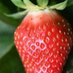 Mamie Fraise 🍓 (@mamiefraise_bzh) Twitter profile photo Mamie Fraise 🍓 (@mamiefraise_bzh) Twitter profile photo