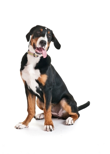 bobsbigvoice's profile picture. Warm bass voice for any project! Voice actor for 35 years! Let's talk about what you need and how I can make it BIG! https://t.co/hIdMgcjQ8P