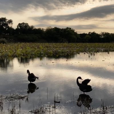 hitigertonight's profile picture. 