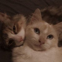mrs_author01 (@mrs_author01) 's Twitter Profile Photo mrs_author01 (@mrs_author01) 's Twitter Profile Photo