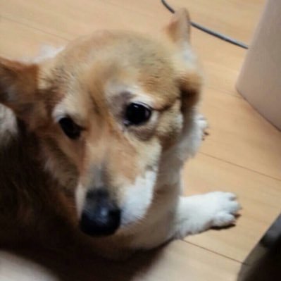 Fox69177641's profile picture. 孤独なwebエンジニア