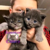 Tassel Ears Maine Coon Cattery(@TasselEarsCats) 's Twitter Profile Photo