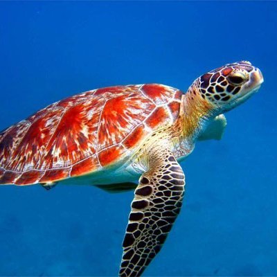 ike_paez's profile picture. #TeamSKRRR