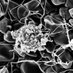 UNC Blood Research Center (@unc_brc) Twitter profile photo UNC Blood Research Center (@unc_brc) Twitter profile photo
