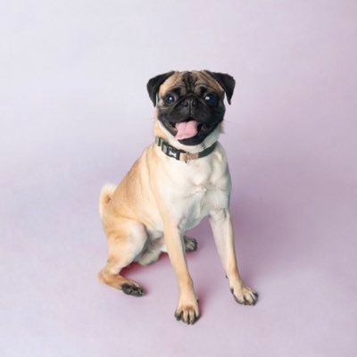 Cooper the Pug Profile