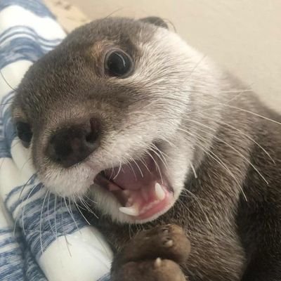 osu! player | 8k | full alt | hover gang
https://t.co/EnrlCu6G4t