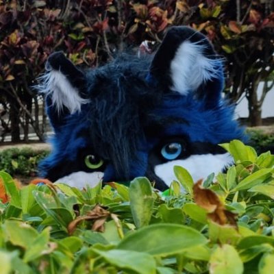 I am an artist of Central America | Vocal Female gore grind... I love animals and fursuiters | Business owner ✂️@BluewolfstudioF
