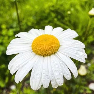 Boparai99's profile picture. BOPARAI