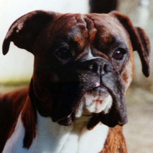 brown93dog's profile picture. A bike on the road is worth two in the shed!