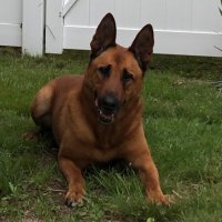 K9KittFoundation (@k9kitt) 's Twitter Profile