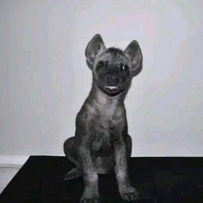 mikasaOLW's profile picture. ファッションデザイン , just @chelseafc ……estevao x Palmer forever 🔥