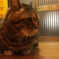 Try_Angler (@batu_v_v) 's Twitter Profile