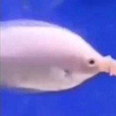 anna🦈さんのプロフィール画像