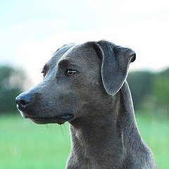 texasdogusa's profile picture. アメリカテキサス州在住の日本人。思想はニュートラルだが、理不尽は嫌い。よって、思想は、いつも右に偏りがち。