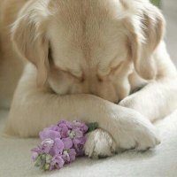 Country Girl(@3DogFriends) 's Twitter Profile Photo