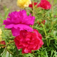 Provg1 (@vngnguynvlog1) 's Twitter Profile