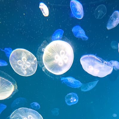 oPL0IVU2lrwIyos's profile picture. 