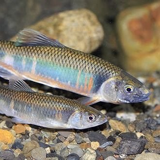 ラジオ、落語鑑賞と淡水海水の小物釣りが主な趣味。
大阪・泉北の５０代です。