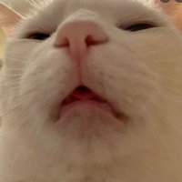 ابو داود ❤️ Memecoin (@qwsaefgh) Twitter profile photo