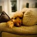 George McFluffy (@georgemcfluffy) Twitter profile photo