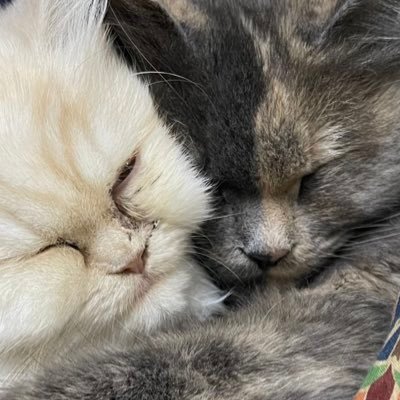 arangkel's profile picture. 