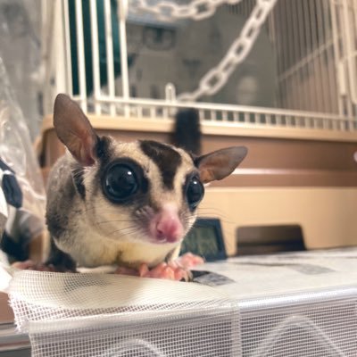 主にモモンガ(9匹)とイッヌ(トイプー)について語る垢(の、はずだった)。ぼちぼちオタクしてます。ミュージカルとか舞台とかも好き。最近どう足掻いても忍たまに心持ってかれてるけど育成に手は抜かない2年目になる審神者です。