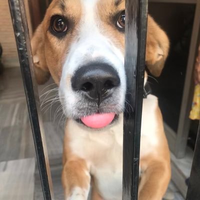 allyofthedogs's profile picture. Cogito, ergo sum