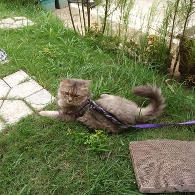 hotncoldliz's profile picture. you can have everything but not at the same time.