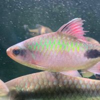 fishshsher (@fishshsher) 's Twitter Profile