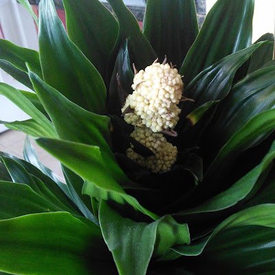 FrarchetZ's profile picture. 