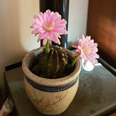 mrs_goanna27's profile picture.