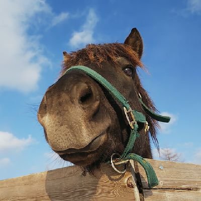 horseparkyushun Profile Picture