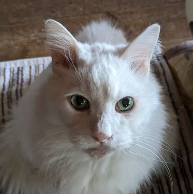 setsugetsuka72's profile picture. 