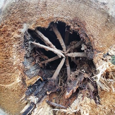 Fufinion's profile picture. Ja, Adam