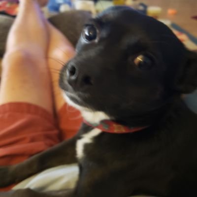 MrRADRC's profile picture. Moo with me.... And if you get that reference you are AmAzInG! 🏠😷