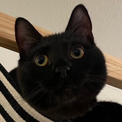 myongofthecoast's profile picture. Sacramento Kings, Modern, and Standard enjoyer!!