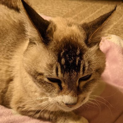 夜月さんのプロフィール画像