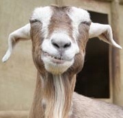 poltergoat Profile Picture