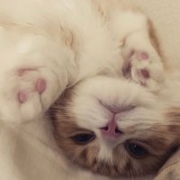 ゆう (@yuuuuu_mh) 's Twitter Profile