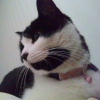 ちびすけ (@ka7bo8ynl30mtb7) 's Twitter Profile