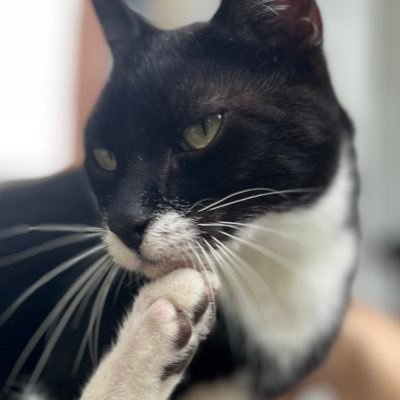 I em blackberry. Ples forgiv my bad speling, I em a cat.