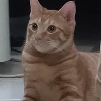 pyctoz (@pyianz) 's Twitter Profile